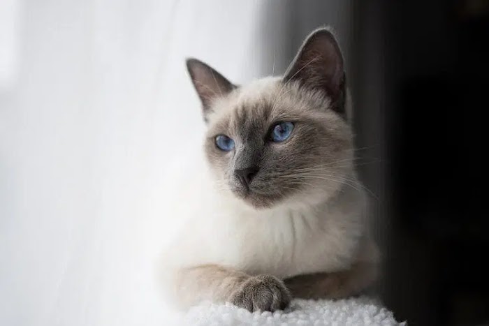 A Vet's Guide to Blue Point Siamese Cat Breeds: Unlocking the Charms of this Unique Feline