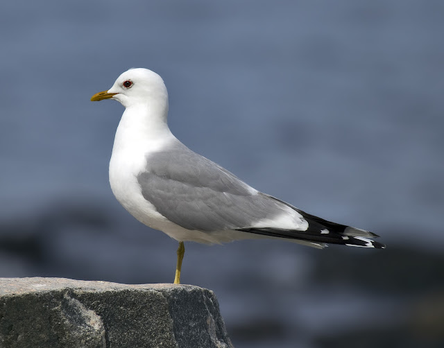 gull wallpaper,gull images;gull photo,gull picture,beautiful gull,cute gull,Pacific Gull, Larus pacificus, Belcher's Gull, Larus belcheri, Olrog's Gull, Larus atlanticus Black-tailed Gull, Larus crassirostris ,Heermann's Gull, Larus heermanni,Common Gull or Mew Gull, Larus canus,Ring-billed Gull, Larus delawarensis,California Gull, Larus californicusGreat Black-backed Gull, Larus marinus,Kelp Gull, Larus dominicanus, (called "Southern Black-backed Gull" or "Karoro" in New Zealand),Cape Gull, Larus dominicanus vetula,Glaucous-winged Gull, Larus glaucescens,Western Gull, Larus occidentalis,Yellow-footed Gull, Larus livens,Glaucous Gull, Larus hyperboreus,Iceland Gull, Larus glaucoides,Kumlien's Gull, Larus glaucoides kumlieni Thayer's Gull, Larus thayeri,European Herring Gull, Larus argentatus,Heuglin's Gull, Larus heuglini,American Herring Gull,Larus smithsonianus,Yellow-legged Gull,Larus michahellis,Caspian Gull, Larus cachinnans,East Siberian Herring Gull, Larus vegae,Armenian Gull,Larus armenicus,Slaty-backed Gull,Larus schistisagus,Lesser Black-backed Gull,Larus fuscus,White-eyed Gull,Ichthyaetus leucophthalmus,Sooty Gull,Ichthyaetus hemprichii,Great Black-headed Gull,Ichthyaetus ichthyaetus,Audouin's Gull, Ichthyaetus audouinii,Mediterranean Gull, Ichthyaetus melanocephalus,Relict Gull, Ichthyaetus relictus,Dolphin Gull, Leucophaeus scoresbii,Laughing Gull, Leucophaeus atricilla,Franklin's Gull, Leucophaeus pipixcan,Lava Gull, Leucophaeus fuliginosus,Gray Gull, Leucophaeus modestus,Silver Gull, Chroicocephalus novaehollandiae,Red-billed Gull, Chroicocephalus scopulinus,Hartlaub's Gull, Chroicocephalus hartlaubii,  Brown-hooded Gull, Chroicocephalus maculipennis,Gray-hooded Gull, Chroicocephalus cirrocephalus,Andean Gull, Chroicocephalus serranus,Black-billed Gull, Chroicocephalus bulleri,Brown-headed Gull, Chroicocephalus brunnicephalus,Black-headed Gull, Chroicocephalus ridibundus,Slender-billed Gull, Chroicocephalus genei,Bonaparte's Gull, Chroicocephalus philadelphia,