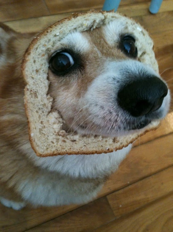 כלבת קורגי עם פרוסת לחם על הפרצוף