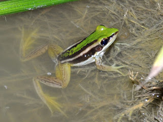 Katak Pisang Berbahaya