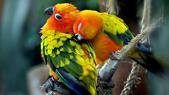 Beautiful Birds Wallpapers