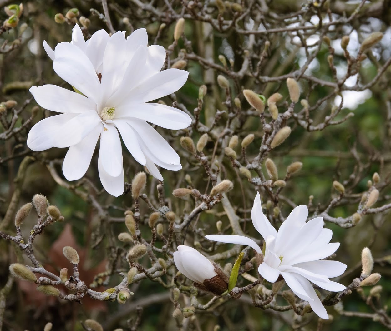 3 types of flowers Star Magnolia Trees Types | 1250 x 1060