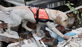 Un valiente perro rescatista coreano continúa la búsqueda en Turquía a pesar de sus heridas