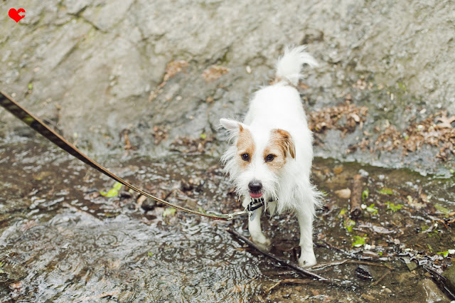 NYC Photo Blog | beIMAGED Photography | beBLOGGED: a couple + their dog