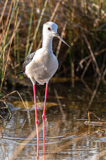 Wildlifefotografie Neretva Delta Stelzenläufer Olaf Kerber