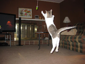 flying cat, kitten, jumping, string