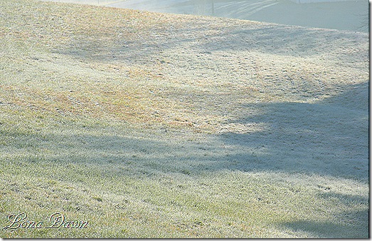 Frosty_Field_Oct30