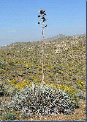Agave2