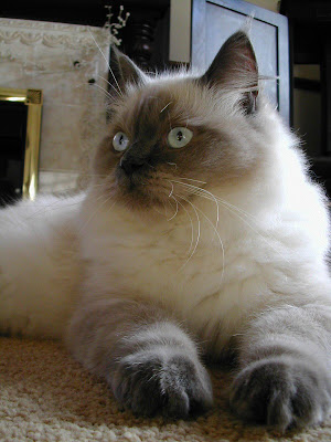 Ragdoll Cat Popular Cat Breeds