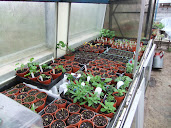 propagator full of cuttings and seedlings