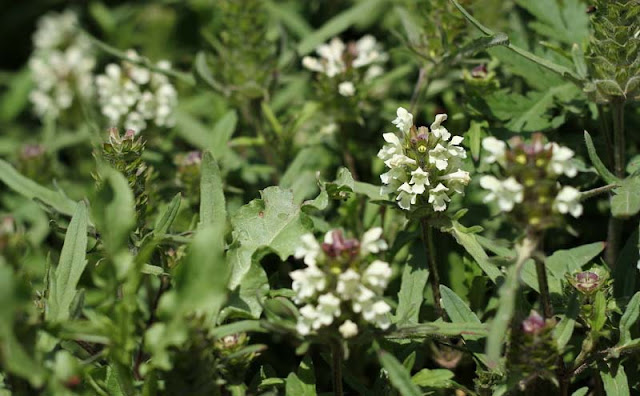 Prunella laciniata Flowers Pictures