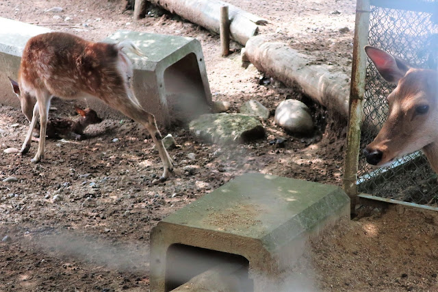 奈良公園 子鹿 赤ちゃん鹿