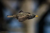 European / Common Starling - Birds In Flight Photography Cape Town with Canon EOS 7D Mark II  Copyright Vernon Chalmers