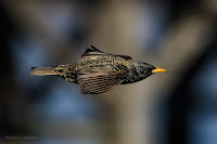 European / Common Starling - Birds In Flight Photography Cape Town with Canon EOS 7D Mark II  Copyright Vernon Chalmers