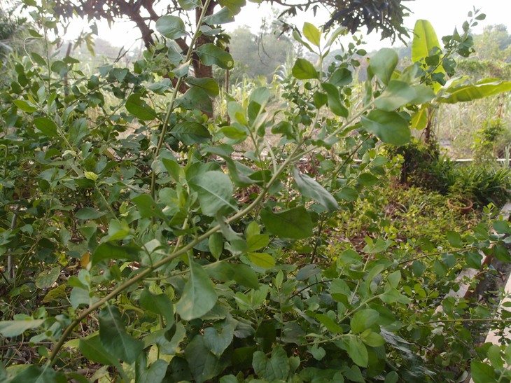 LI NA HERBS: BELUNTAS