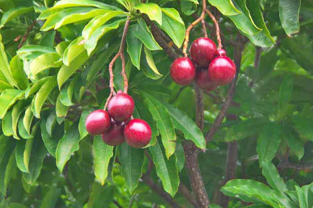 Cerbera mangas, red fruits, leaves, tree
