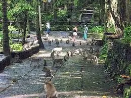 Mengenal Tempat di Bali yang Banyak Monyet