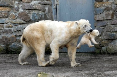 Cute Polar Bear Cub Pics