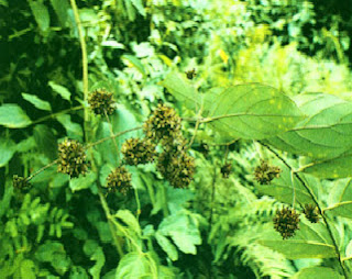 Herba & Tumbuhan: GAMBIR SERAWAK