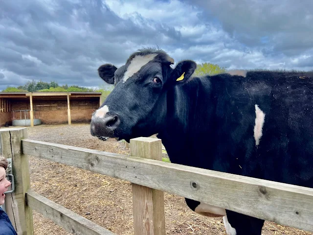 A rescued friesian cow at the animal sanctuary