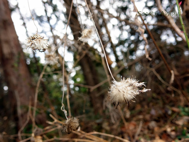 Cirsium microspicatum