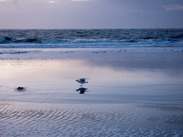 Möwe am Nordstrand (40mm, f/3.5, 1/40sek., ISO200)