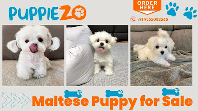 Maltese Puppies For Sale