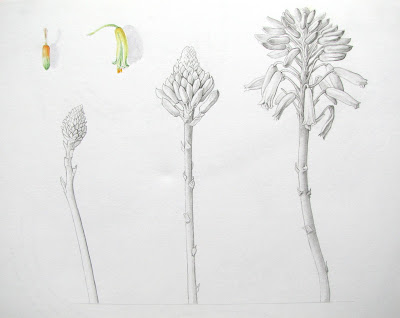 Graphite and watercolour studies of Aloe succotrina cactus flowers by Shevaun Doherty