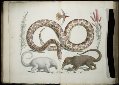 Albertus Sebus - wunderkammer image of animals