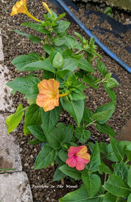 night blooming flower | Marvel Of Peru