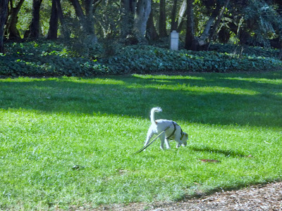 Freckles the Dog