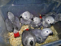 Harga African Grey Terbaru 2015