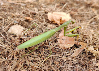 An awesome preying mantis