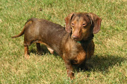 Dachshund Puppy Pictures