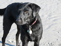 A picture of black lab cross, Maggie, friend of New England Pet Hospice