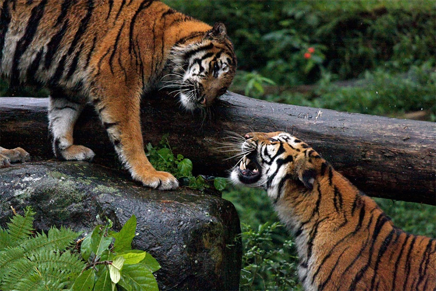  Taman Safari  Indonesia Cisarua Bogor Info Destinasi Wisata