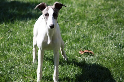 Whippet Puppy Pictures