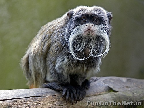 Emperor Tamarin, One Lucky Soul