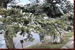 Clingmans Dome Smoky Mtn NP (2)