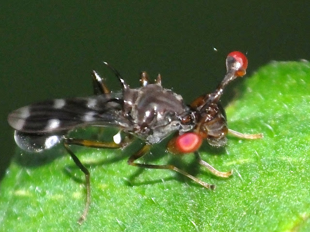 Ephydridae