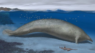 تنافس حجم الحوت الأزرق.. العثور على حفرية حوت في أميركا الجنوبية  0e880da3-ec67-4fd1-b6f4-fe1b0c29787d