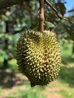 Buah durian