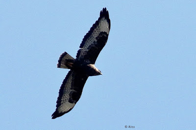 Common Buzzard