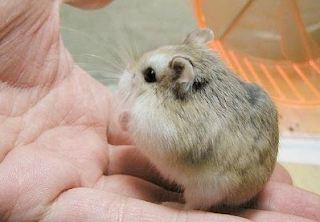 Dwarf Hamster