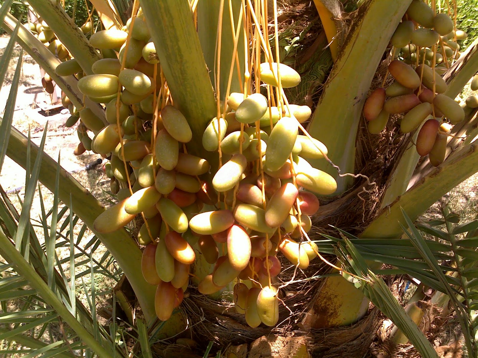 kurma produced  as warehouse fruit fruit palm a palm date tree a kurma by fruit   known