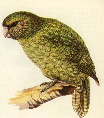 鴞鸚鵡 kakapo