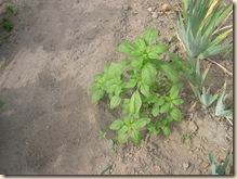 Big Pigweed