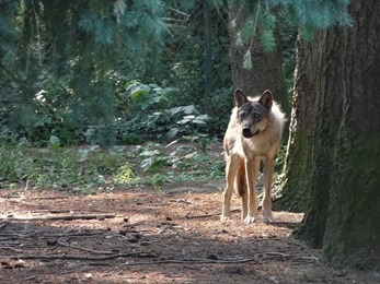 2018.06.30-064 loup