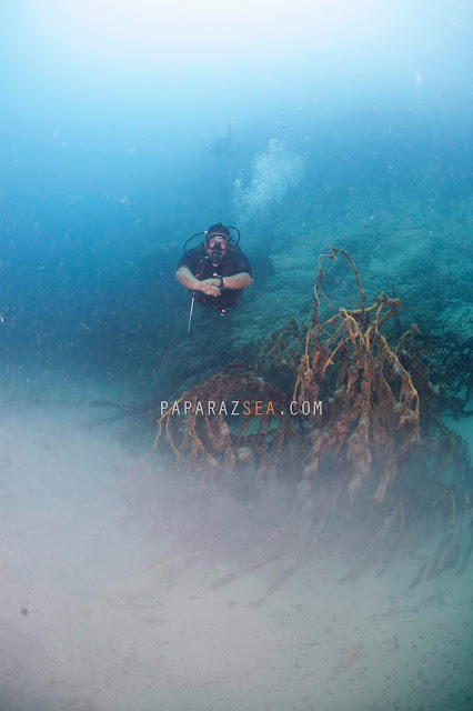 Scuba Diving, Underwater Photography, Philippines, PaparazSea