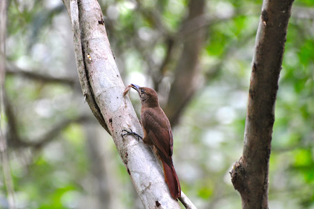 Antbirds wallpaper,Antbird images,Antbird picture,Antbird photo,Flying antbird,Antbirds,Colourful antbird,